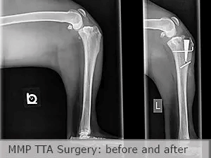 Xrays of a dog with a torn cruciate ligament before and after MMP TTA surgery by veterinarian Dr Joe Rodier in Kansas City