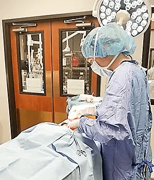 Dog Breeding Veterinarian Elective C-Section Surgery Image