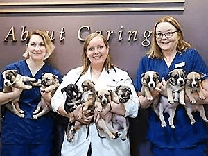 Kansas City Dog Breeding Veterinarian Litter of Puppies