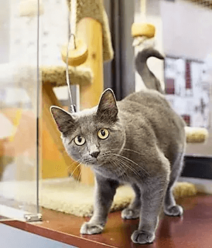 Kansas City Veterinarian Cat Rescue