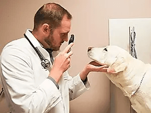 Kansas City Veterinarian Rescue Dog Wellness Exam