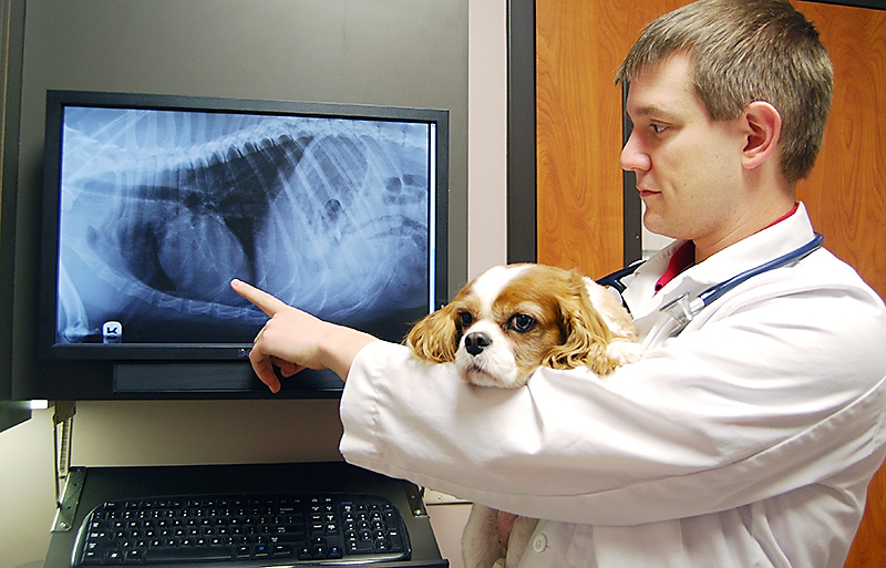 Cancer and Chemotherapy Oncology Veterinarian Dogs and Cats Kansas City Cancer and Chemotherapy Oncology Veterinarian Dogs and Cats Kansas City