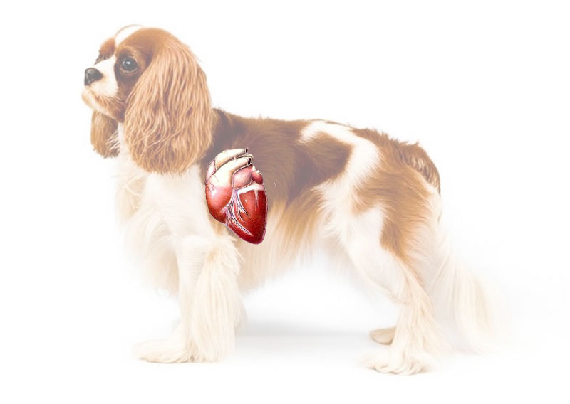 Veterinarian Cardiology Dogs and Cats Kansas City