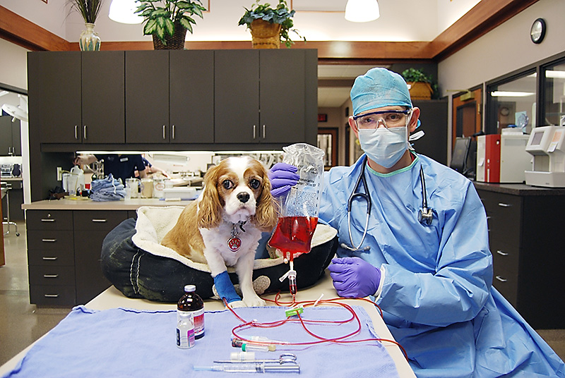 Chemotherapy Treatment For Cancer in Dogs and Cat Kansas City Veterinarian Chemotherapy Treatment For Cancer in Dogs and Cat Kansas City Veterinarian