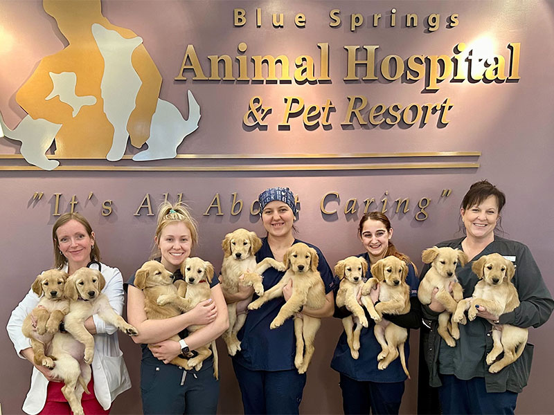 Dog Breeding Veterinarian For Kansas City At Blue Springs Animal Hospital