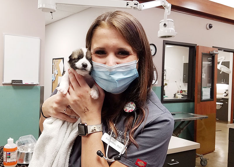 Expert and Experienced Dog Breeding and Reproduction Veterinarian in Kansas City at Blue Springs Animal Hospital