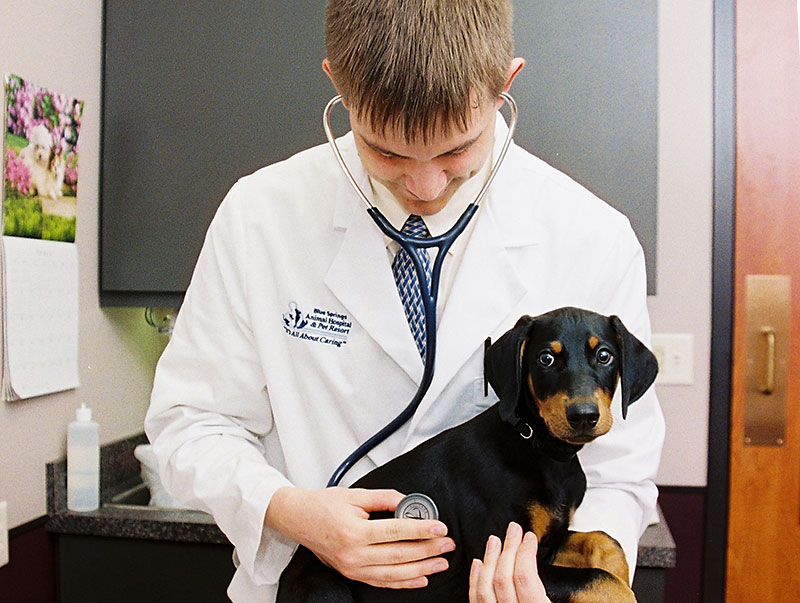 Dog Heart Murmer Cardiology Veterinarian Kansas City