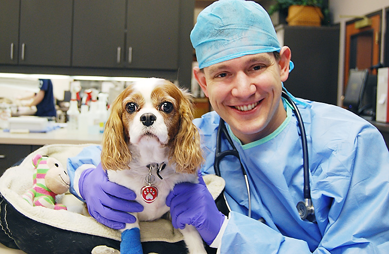 Oncology Veterinarian For Cancer Chemotherapy in Dogs and Cats In Kansas City Oncology Veterinarian For Cancer Chemotherapy in Dogs and Cats In Kansas City
