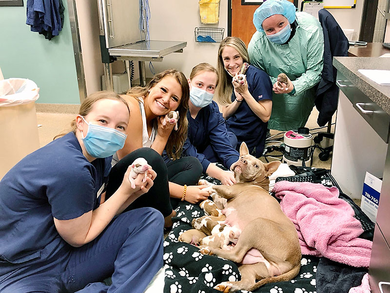 Dog Breeding C-Section Kansas City Blue Springs Animal Hospital