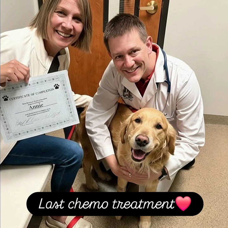 Dog completes chemotherapy treatment with Dr. Stuart Ryder at Blue Springs Animal Hospital in Kansas City Dog completes chemotherapy treatment with Dr. Stuart Ryder at Blue Springs Animal Hospital in Kansas City