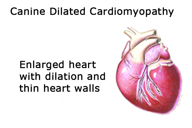 Dilated Cardiomyopathy in the Dog