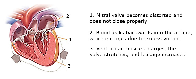 Valvular Heart Disease in the Dog