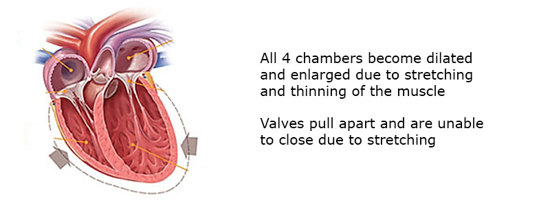 Cardiomyopathy In The Dog