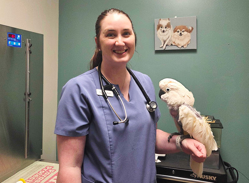 Avian Veterinarian Dr. Laura Peck examines a bird at Blue Springs Animal Hospital near Kansas City Avian Veterinarian Dr. Laura Peck examines a bird at Blue Springs Animal Hospital near Kansas City