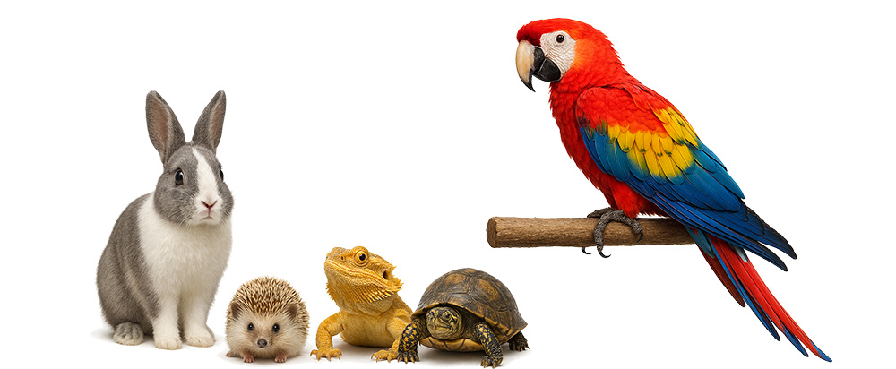 Avian Reptile Exotics Veterinarian Blue Springs Animal Hospital Image of Avian Reptile Exotics Veterinarian Blue Springs Animal Hospital