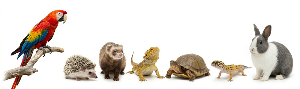 Avian, Reptile, and Exotic Pets At Blue Springs Animal Hospital Avian, Reptile, and Exotic Pets At Blue Springs Animal Hospital