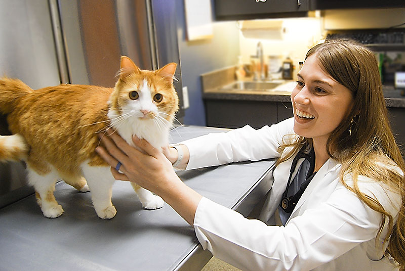 Dr. Carly Straight, Veterinarian at Blue Springs Animal Hospital, examines a cat