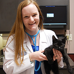 Dr. Freeman examines a kitten at Blue Springs Animal Hospital