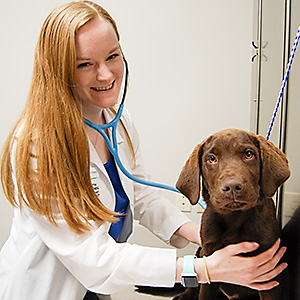 Dr. Freeman examines a puppy at Blue Springs Animal Hospital