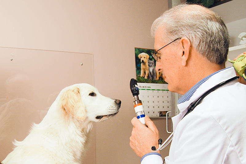 Dog Vaccines and Wellness Veterinarian near Kansas City