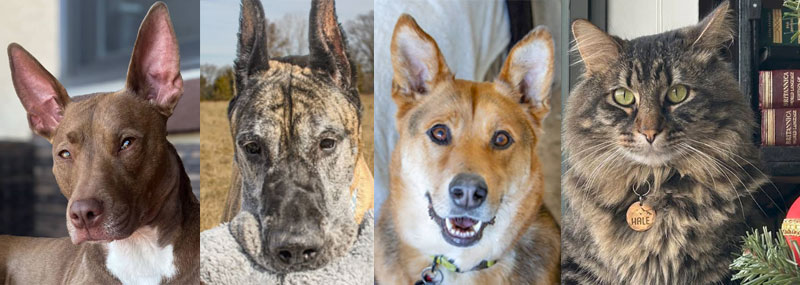 Google review of Damian Peyton Veterinarian at Blue Springs Animal Hospital Google review of Damian Peyton Veterinarian at Blue Springs Animal Hospital