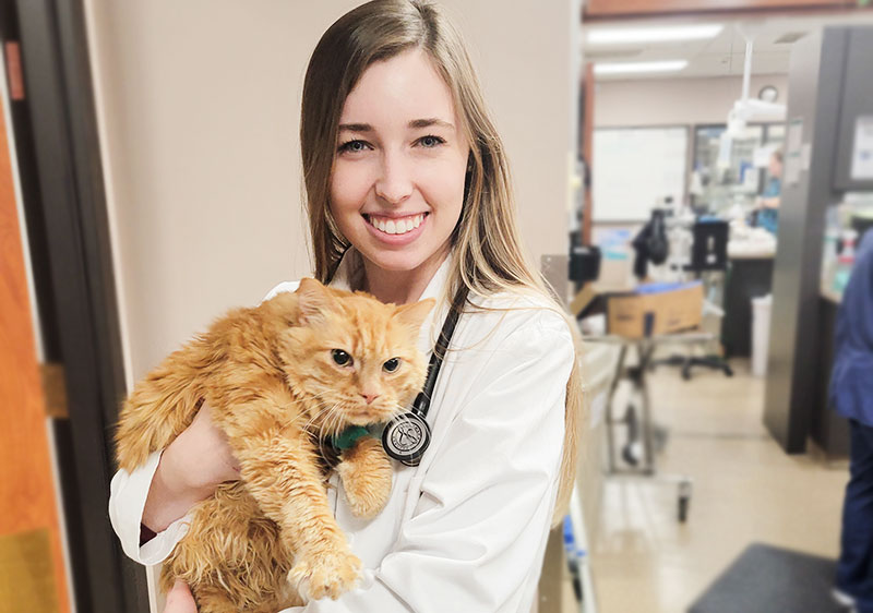 Dr Alana Einspahr Veterinarian Blue Springs Animal Hospital Kansas City Cat Dr Alana Einspahr Veterinarian Blue Springs Animal Hospital Kansas City Cat