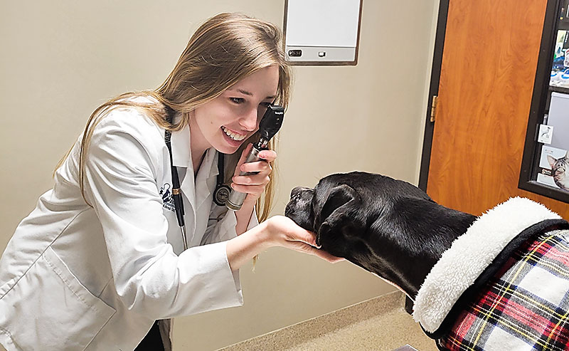 Dr Alana Einspahr Veterinarian Blue Springs Animal Hospital Examines A Dog Dr Alana Einspahr Veterinarian Blue Springs Animal Hospital Examines A Dog
