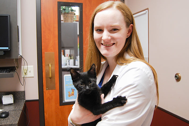 Dr. Freeman examines a kitten at Blue Springs Animal Hospital near Kansas City