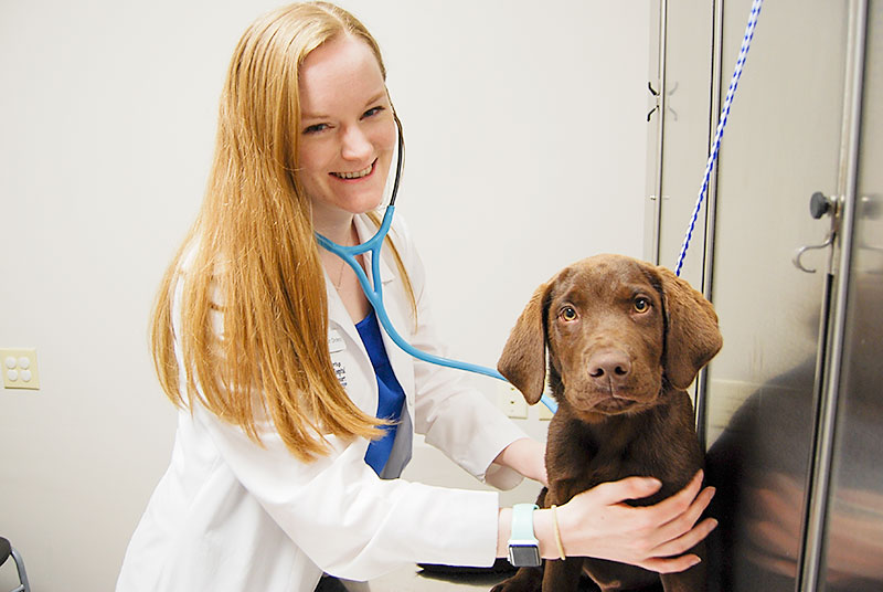 Dr. Freeman examines a puppy at Blue Springs Animal Hospital
