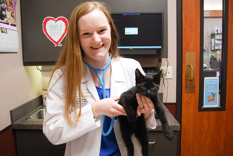 Dr. Freeman examines a kitten at Blue Springs Animal Hospital