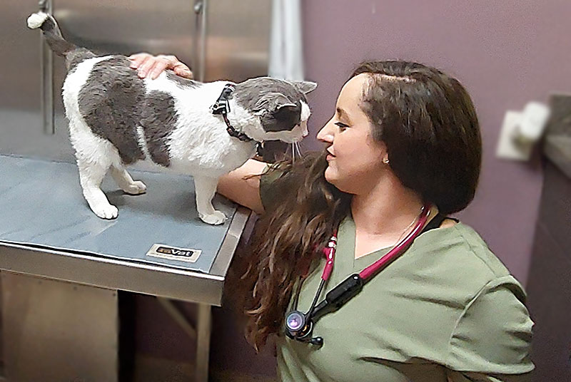 Dr. Emily James, Veterinarian, Blue Springs Animal Hospital examines a cat