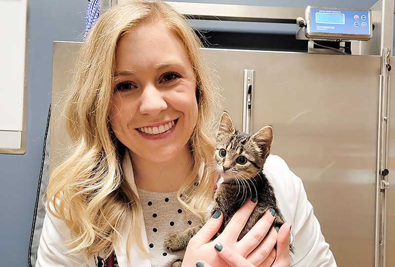 Dr Haley Foudree Veterinarian Examines a Kitten at Blue Springs Animal Hospital