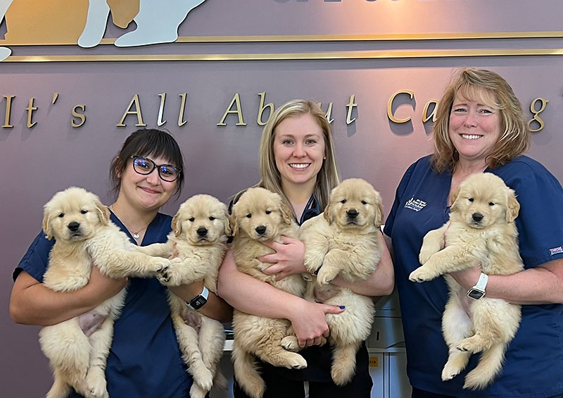 Dr Haley Foudree Veterinarian With Puppies at Blue Springs Animal Hospital
