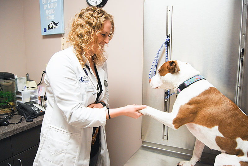 Dr Katie Dear Veterinarian Kansas City Blue Springs Animal Hospital 