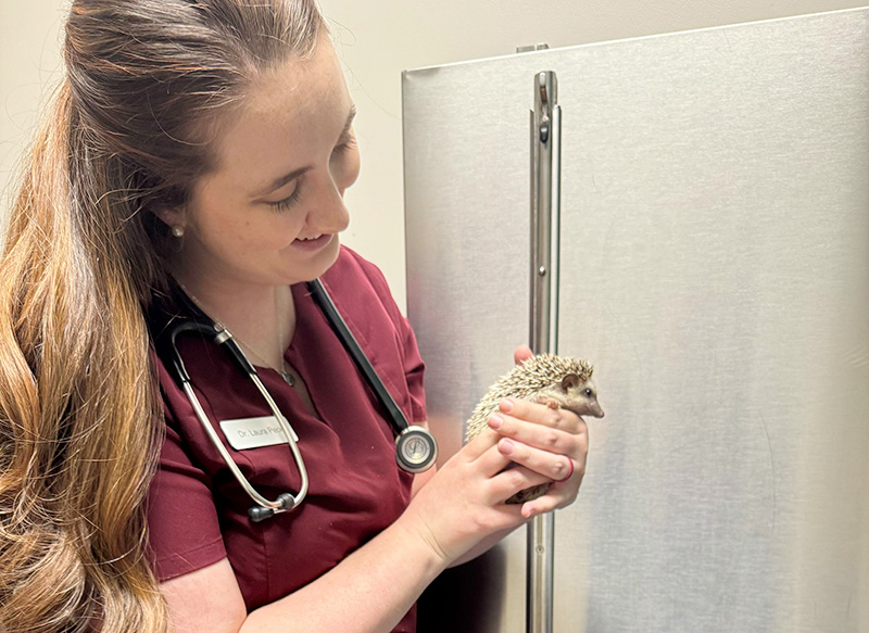 Dr. Laura Peck, Exotic Animal Veterinarian, examines a hedgehog Dr. Laura Peck, Exotic Animal Veterinarian, examines a hedgehog