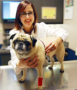 Image of Dr-Laura_Cook_Veterinarian_Examines-Dog-Blue_Springs_Animal_Hospital