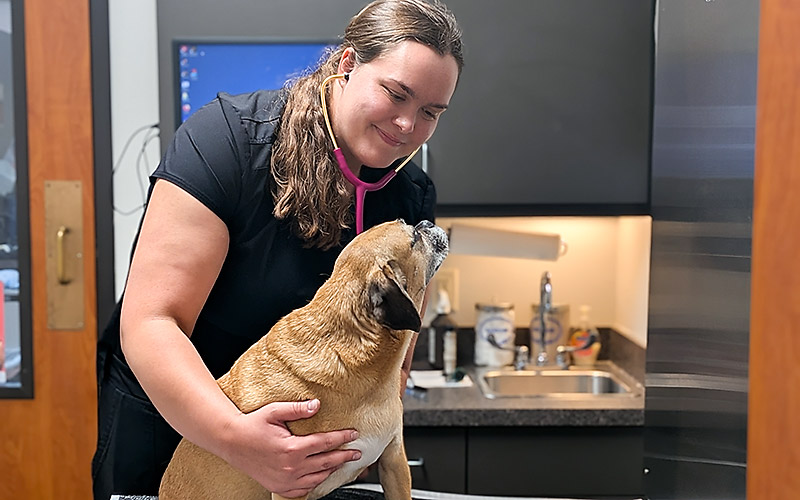 Dr. Ashlyn Dotson, Veterinarian, Treats a Dog at Blue Springs Animal Hospital near Kansas City