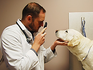 Dr_Damian_Peyton_Veterinarian_Kansas_City examines a dog's eyes