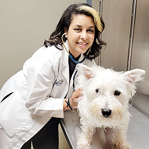 Dr Elisse Schaaf examines a dog at Blue Springs Animal Hospital