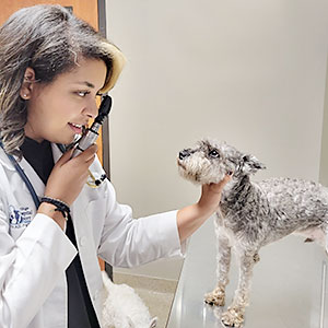 Dr Elisse Schaaf examines a dog at Blue Springs Animal Hospital