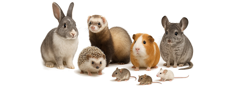Exotics Veterinarian for rabbits, guinea pigs, ferrets, hedgehogs, sugar gliders in Kansas City Exotics Veterinarian for rabbits, guinea pigs, ferrets, hedgehogs, sugar gliders in Kansas City