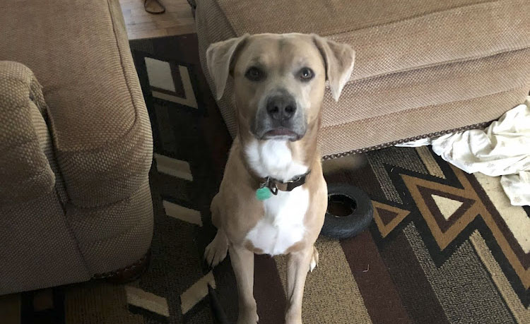 HeatherS_Dog_Customer_Review_Dr_Emily_James_Blue_Springs_Animal_Hospital HeatherS_Dog_Customer_Review_Dr_Emily_James_Blue_Springs_Animal_Hospital