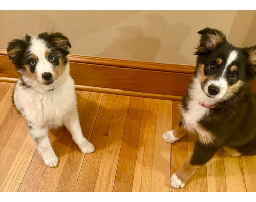 JRiddle_Google_Review_Dogs_Vaccination_Veterinarian_Kansas_City JRiddle_Google_Review_Dogs_Vaccination_Veterinarian_Kansas_City
