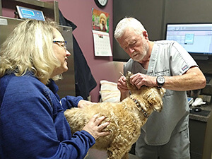Dr Michael Groh, Veterinary Dermatologist, examines a dog's ears
