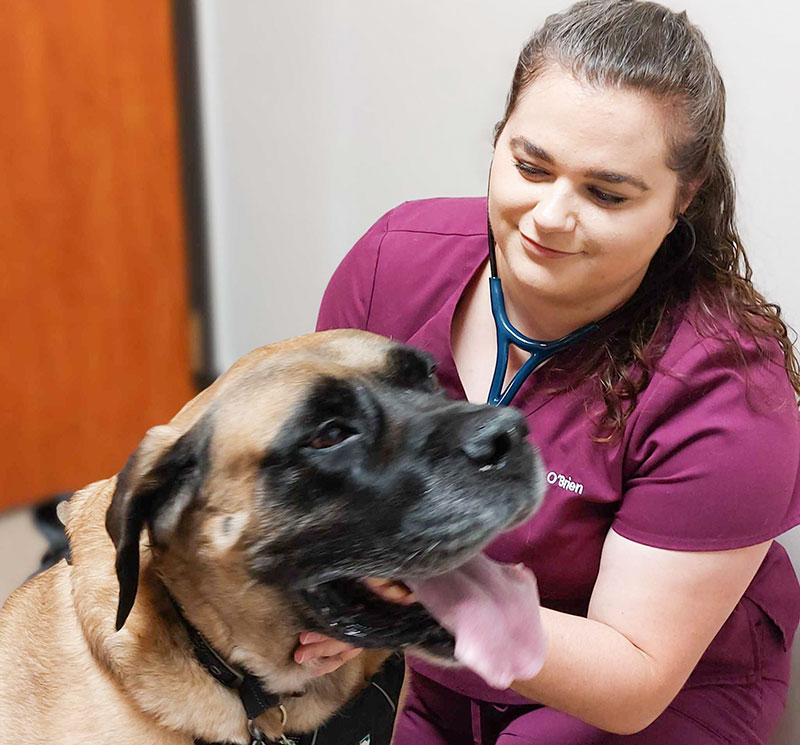 Dr Molly O'Brien with her dog Dr Molly O'Brien with her dog
