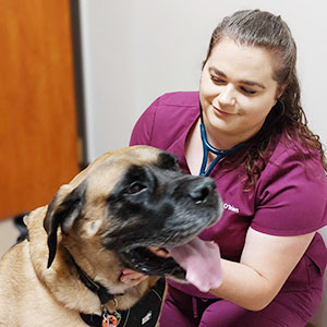 Dr Molly O'Brian with her dog, Monty at Blue Springs Animal Hospital