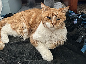Oliver the cat