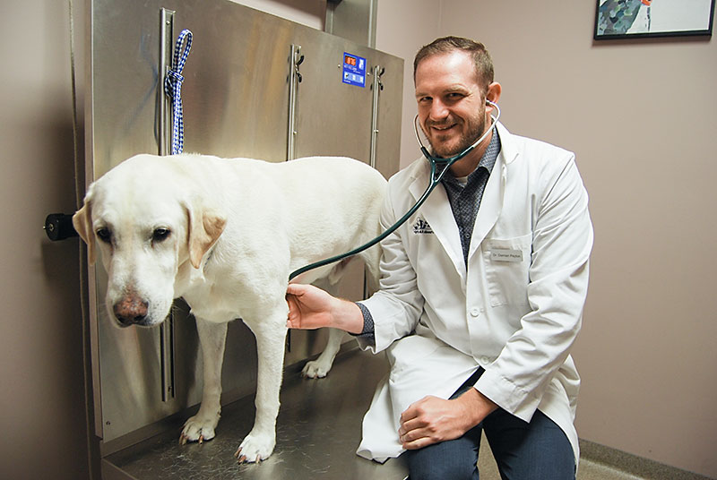 Dr Damian Peyton Orthopedic Surgery Veterinarian Kansas City Blue Springs Animal Hospital Dr_Damian_Peyton_Veterinarian_Kansas_City orthopedic surgery dogs