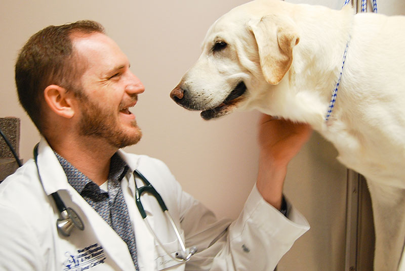 Orthopedic Surgery Dogs Veterinarian Dr Damian Peyton Kansas City Blue Springs Animal Hospital Orthopedic Surgery Dogs Veterinarian Dr Damian Peyton Kansas City Blue Springs Animal Hospital