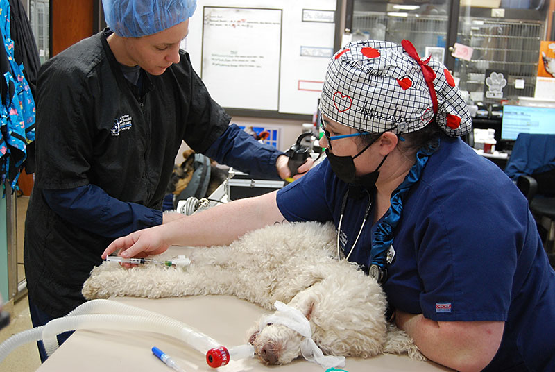 Progressive Pain Management at Blue Springs Animal Hospital